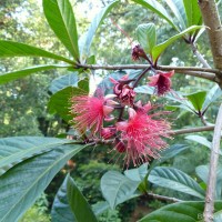 Barringtonia racemosa (L.) Spreng.